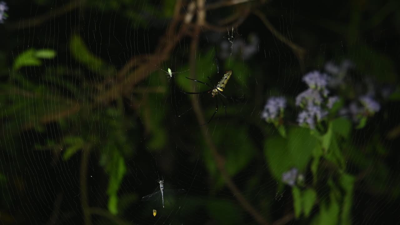 visto esperando una presa, un insecto vuela hacia la red y luego ataca mientras una libélula también está atrapada, tejedor de orbe dorado gigante, nephila, parque nacional kaeng krachan, tailandia