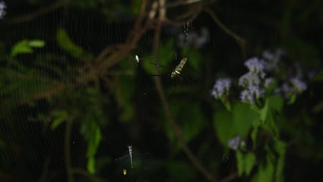 Visto-Esperando-Una-Presa,-Un-Insecto-Vuela-Hacia-La-Red-Y-Luego-Ataca-Mientras-Una-Libélula-También-Está-Atrapada,-Tejedor-De-Orbe-Dorado-Gigante,-Nephila,-Parque-Nacional-Kaeng-Krachan,-Tailandia