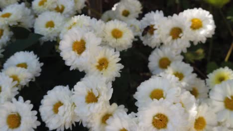 Bee-collecting-pollen-on-white-flowers-with-yellow,-slow-motion-close-up-shot