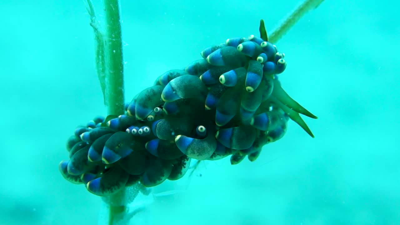 adulto trinchesia yamasui nudibranquio llevando huevos se pega al tallo de hierba marina