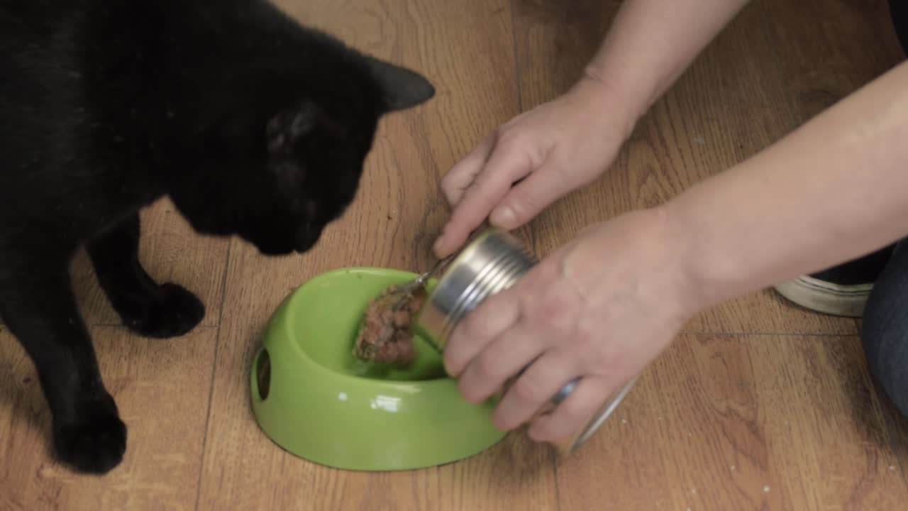 Pet owner serving tinned cat food to hungry black cat medium shot