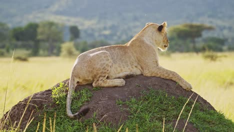 Lion-in-Africa,-Lioness-on-African-Wildlife-Safari-Sitting-on-Termite-Mound-Looking-Around-in-Masai-Mara-National-Reserve,-Kenya-in-Maasai-Mara-National-Park,-Close-Up-of-Big-Five-Predator