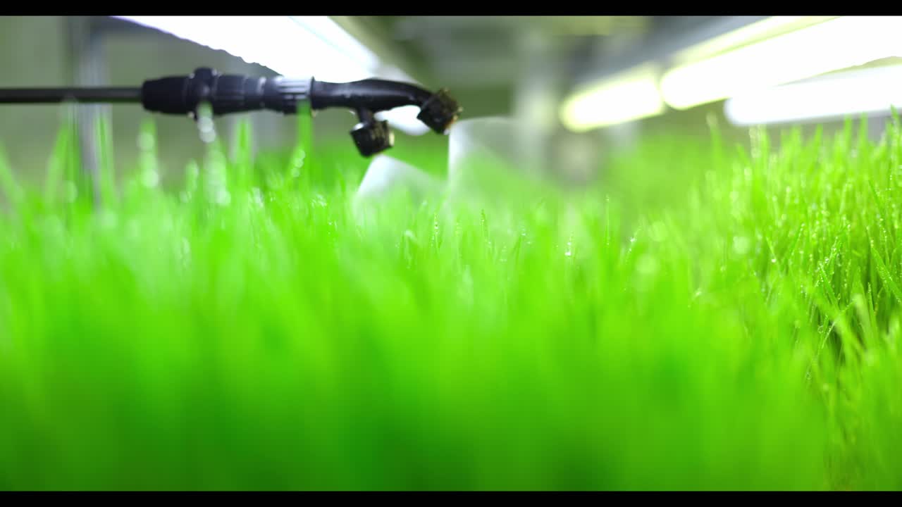 Hydroponic Grass Farm