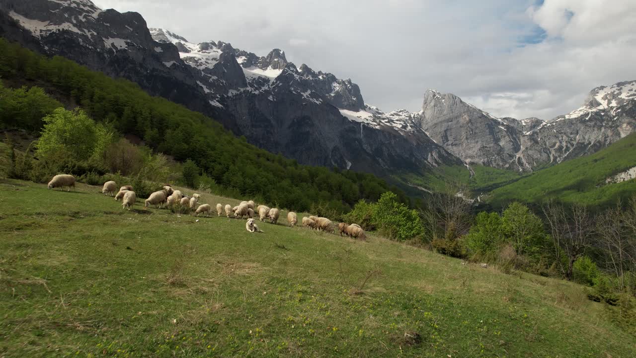 ovejas pastando hierba verde fresca en pastos y perros pastores sentados, fondo de las montañas de los alpes