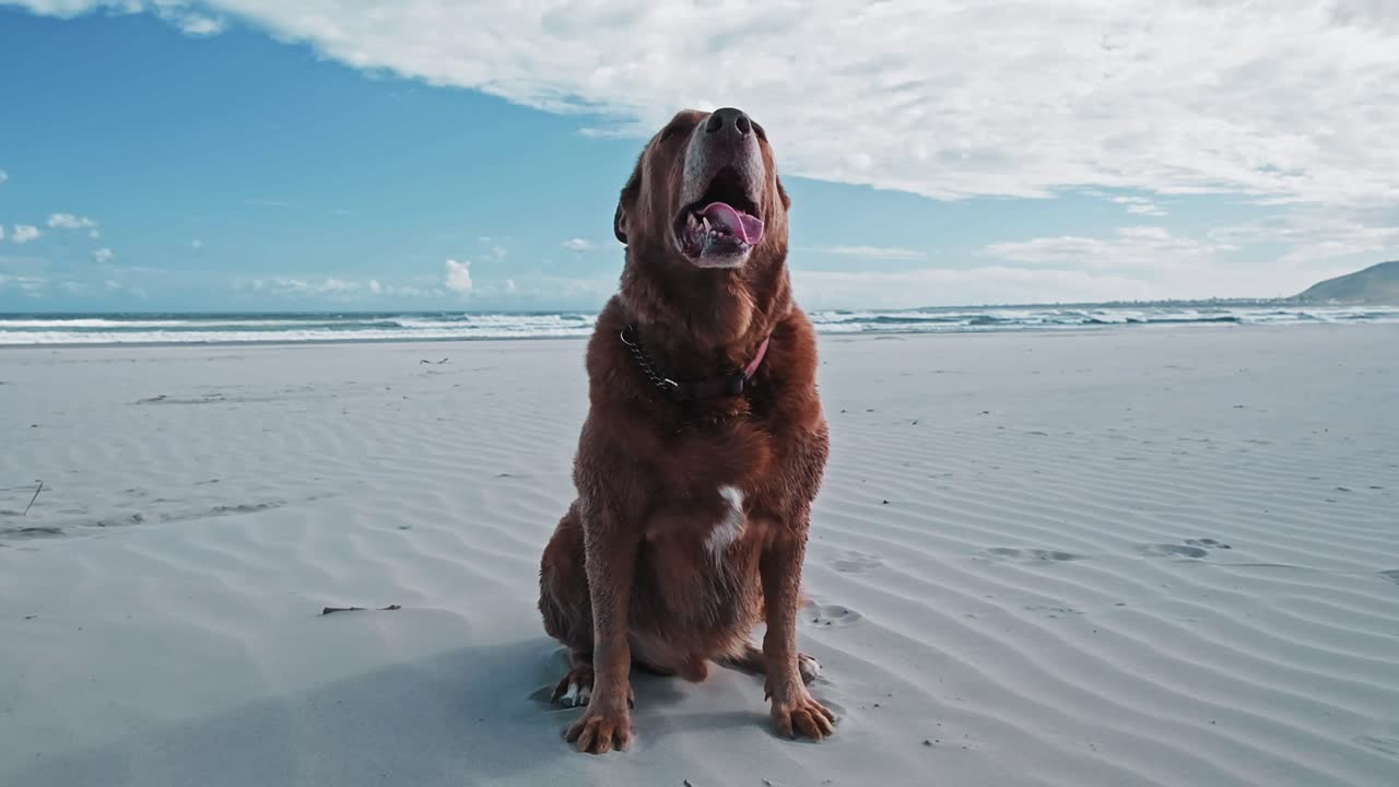 un perro labrador marrón sentado en una playa de arena blanca, jadeando después de una caminata