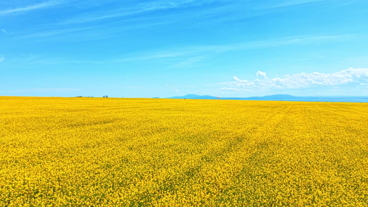 澄み切った青空の下に広がる鮮やかな黄色の菜の花畑の風景。明るい青空と薄い雲の下、どこまでも続く満開の黄色い菜の花畑の晴れた景色。