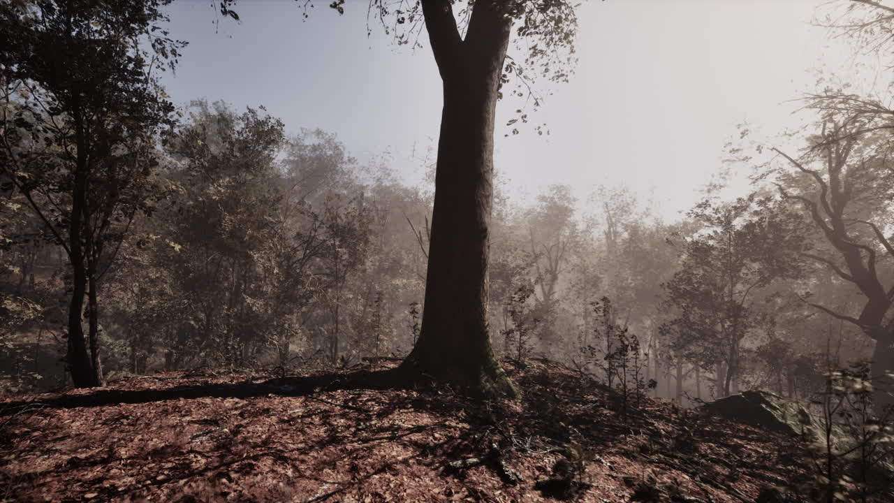 안개 가을의 숲