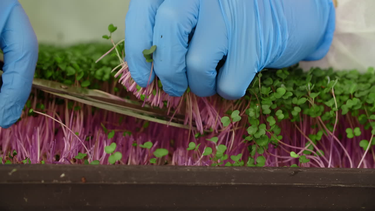 Harvesting Microgreens in a Controlled Environment