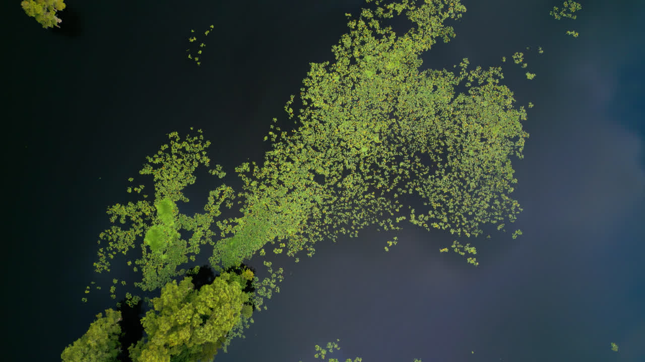 Aerial birds eye view over green treetops growing in calm water with yellow water lilies and clouds reflecting on the surface, backdrop