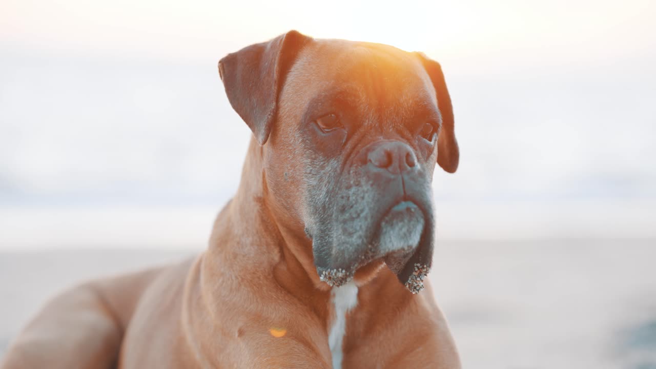 Boxer dog relaxing on beach at sunset