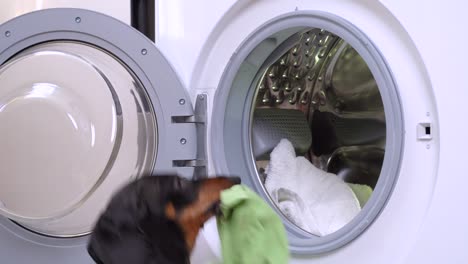 little black and tan dachshund wearing funny housemaid costume comes and uploads into the opened washing machine drum laundries for wash, dropping it some times. humor concept of pet housekeeping.