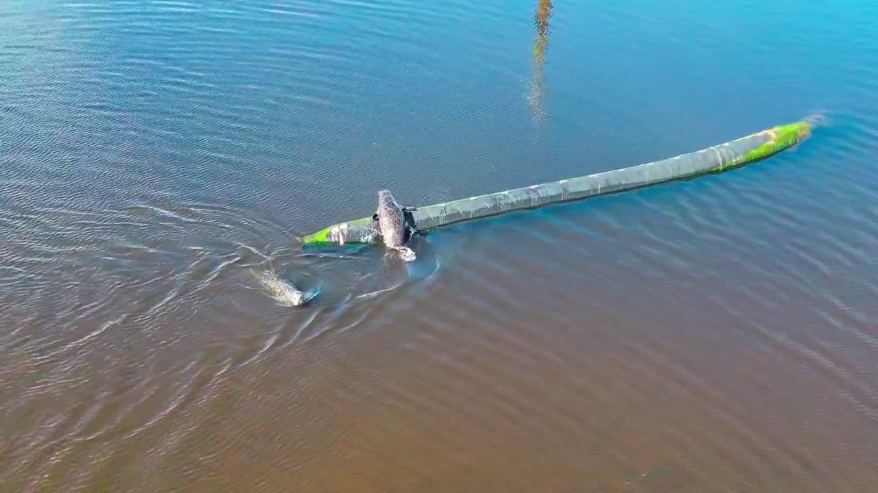 Two seals climbing onto an old industrial pipe near Irvine Harbour on the west coast of Scotland, UK, with calm tidal water and gentle ripples, aerial view