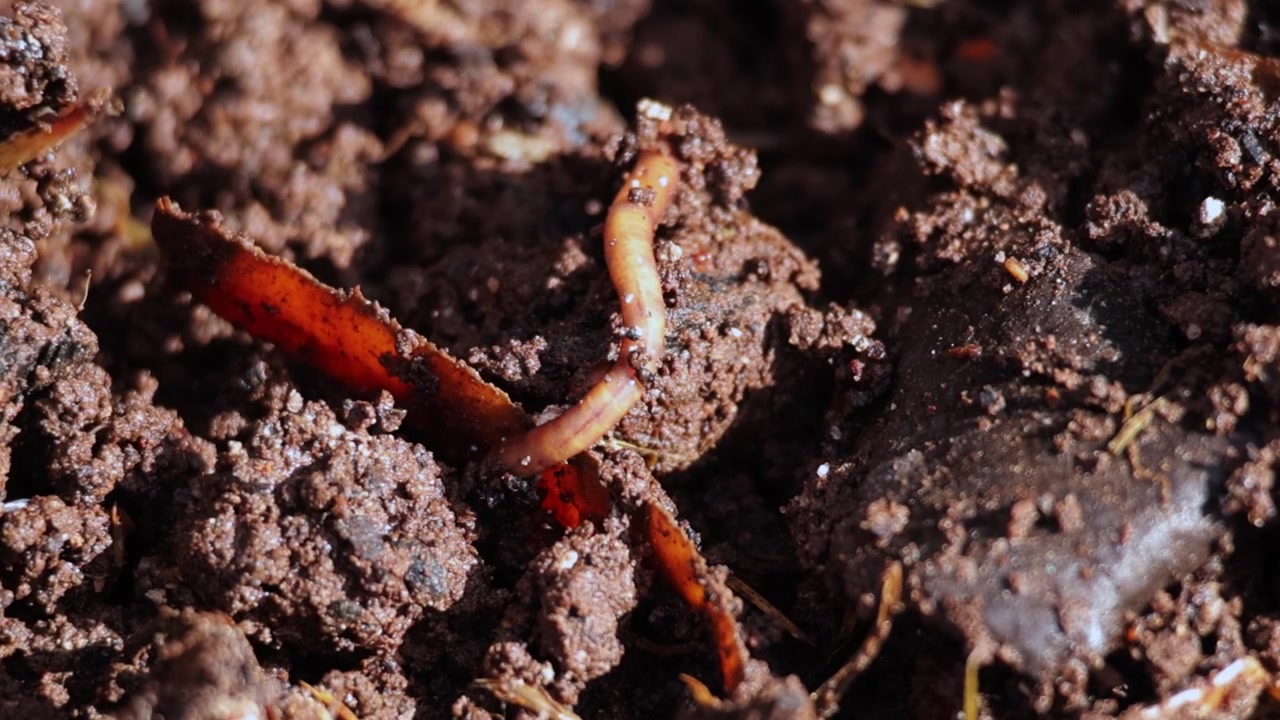 Uma única minhoca de compostagem contorcendo-se e escavando através de solo orgânico rico e escuro e matéria em decomposição. Tomada em close-up extremo com tripé fixo. Luz solar natural diurna realçando a textura.