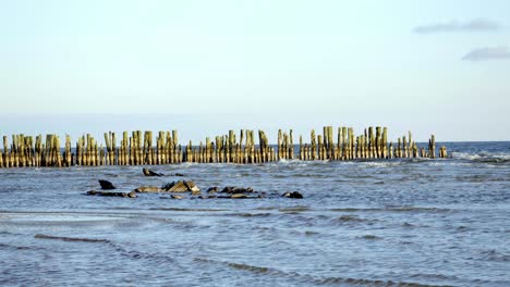 Alte-Hölzerne-Pier-Und-Reste-Dunkler-Schiffsbollwerke-Am-Rande-Des-Ozeans,-Mit-Aufziehenden-Gewitterwolken-Am-Himmel,-Im-Vordergrund-Teilweise-Angeschwemmte-Schiffsteile