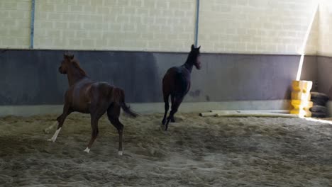 slow motion video - horse running in stable