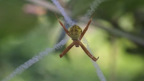 Vídeos-De-Alta-Definición-De-Araña-Naranja.-Telarañas