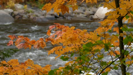 Erstaunliche,-Von-Der-Natur-Geschaffene-Farben,-Gezeigt-In-Einer-Stabilen,-Ruhigen,-Entspannenden-Aufnahme-Am-Fluss