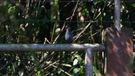 Resting-on-a-metal-part-of-the-fence-at-a-national-park,-Blue-rock-Thrush-Monticola-solitarius,-Thailand