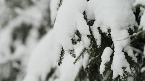 Fir-tree-with-ice-and-snow-on-needles,-snowy-cold-weather