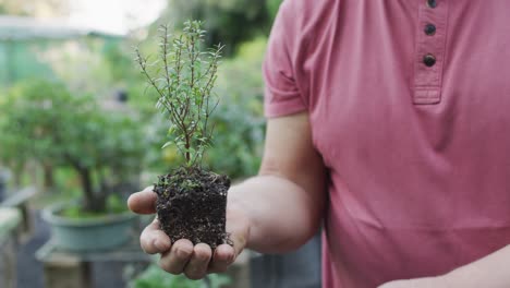 Manos-De-Manos-De-Un-Jardinero-Caucásico-Sosteniendo-Un-árbol-Bonsái-En-El-Centro-De-Jardinería