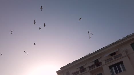 Vogelflug-Am-Himmel-Der-Stadt-Varazze-Bei-Sonnenuntergang