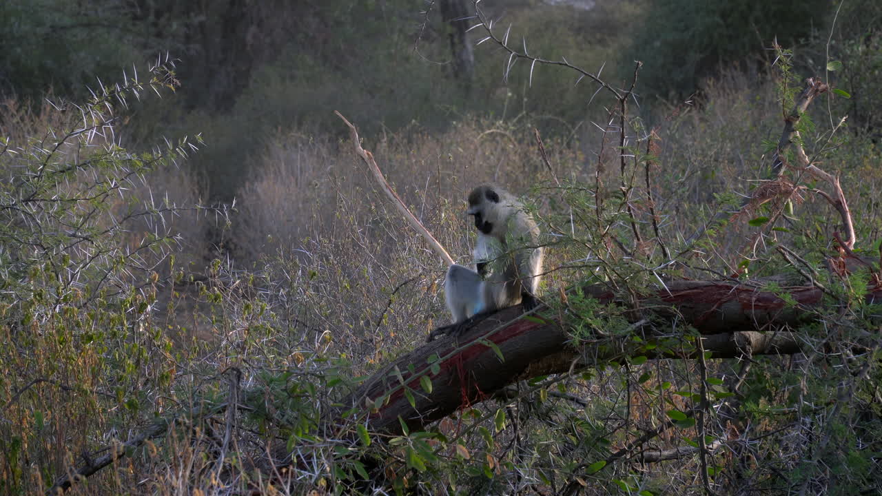 Cercopiteco verde in un parco nazionale del Kenya