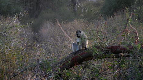 vervet monkey in a kenyan national park