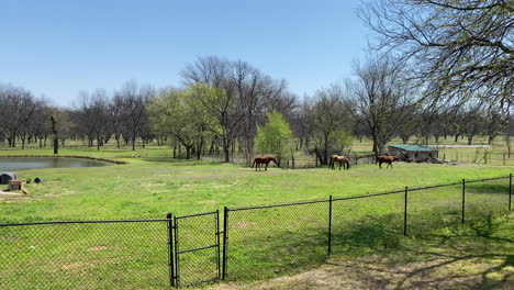 horses grazing at farm with pond and shed in the background