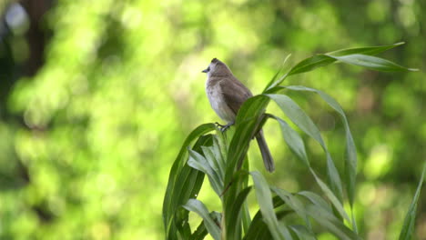 a yellow-vented bulbul at the singapore botanic gardens flying away