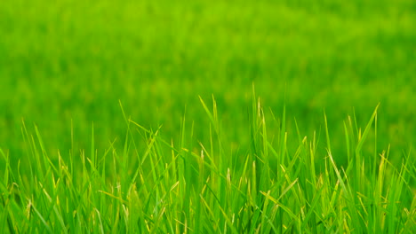 Green-field-background-in-close-up-view.