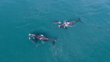 whales family swimming on the surface of the blue ocean - aerial shot slide left slowmotion