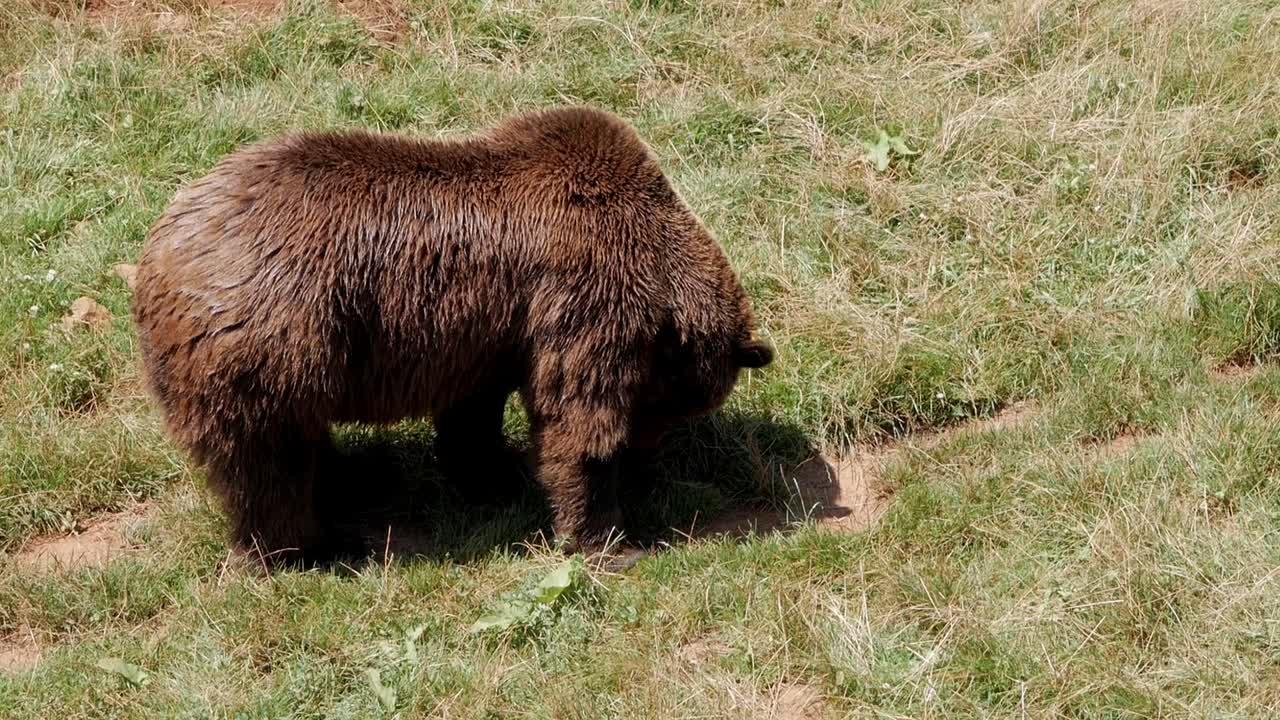 Karhu seisoo kuivalla ruoholla katsoen alas kesäpäivänvalossa.