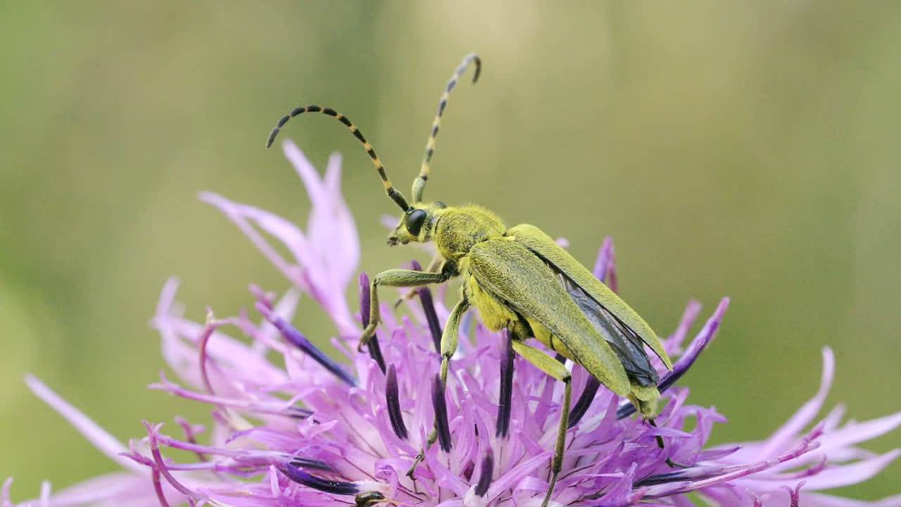 escarabajo de cuerno largo verde en una flor púrpura