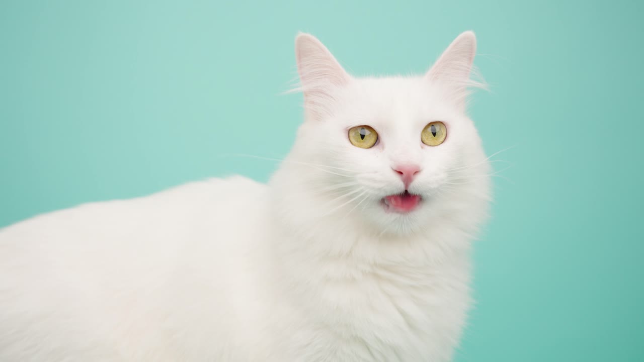 White turkish angora cat licking and posing on turquoise background