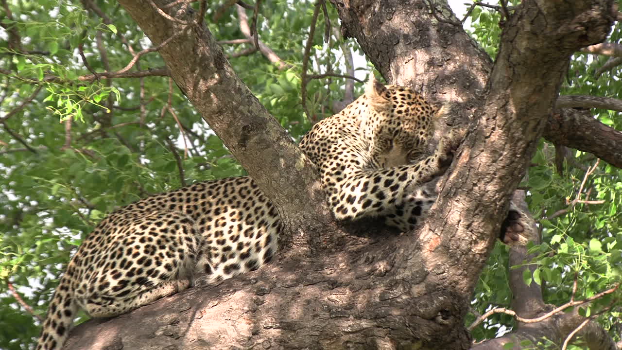 un leopardo posado en un árbol, aseándose en un día ventoso y soleado en áfrica