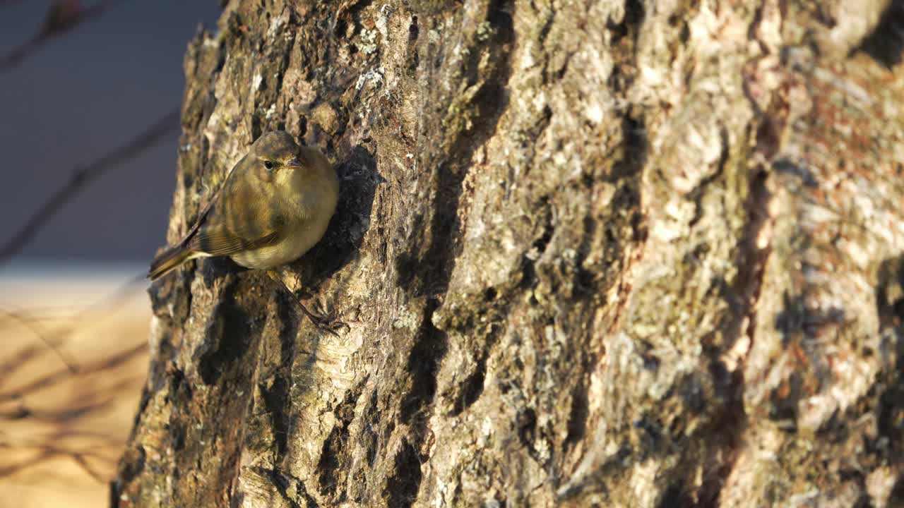 Warbler bird on a tree looking for a food