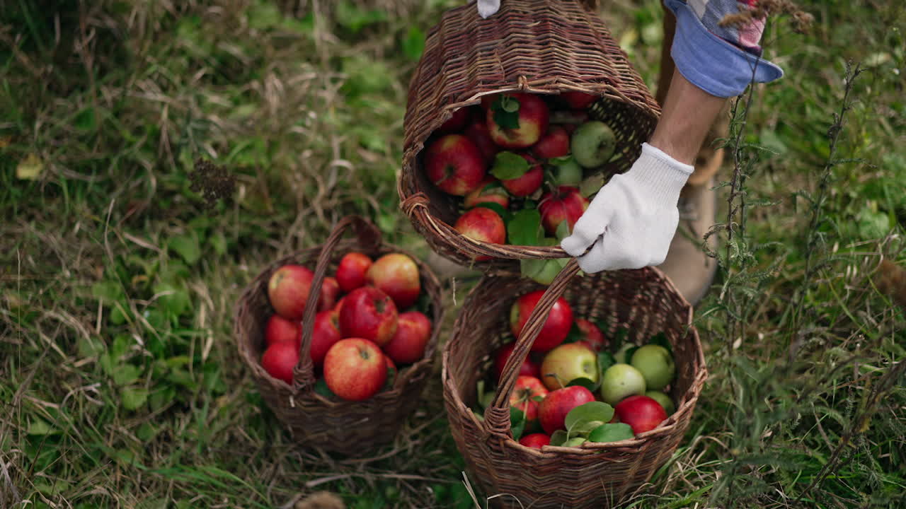Freshly picked apples in the baskets on grass. Man takes one basket and throws apples from it to another basket. Top view.