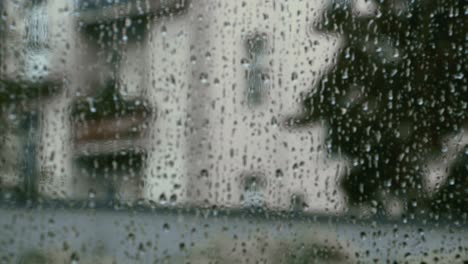 árboles y flores europeos bajo la lluvia de otoño con pinos y arbustos