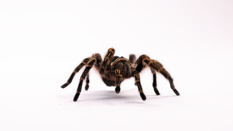 tarantula spider quickly walks towards camera - isolated on white background - close up