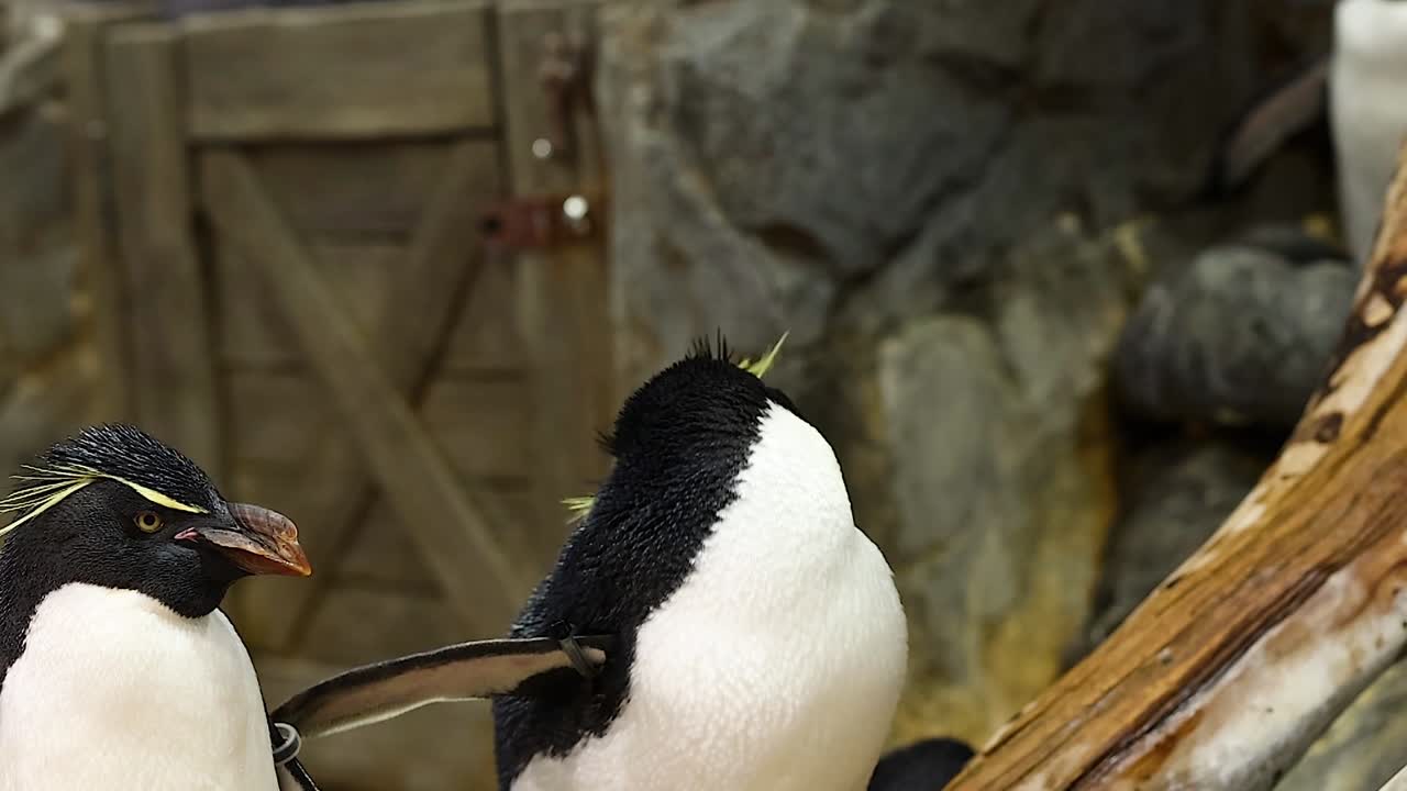 Two crested penguins engage in interaction near a wooden fence in their enclosure.