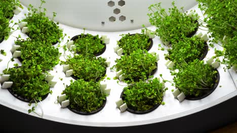 hydroponic microgreens growing system