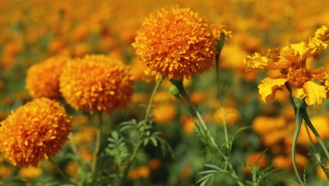 close-up footage of a marigold or cempasúchil flower plantation in méxico