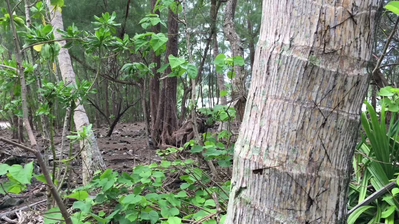 拉羅頓加 - 庫克群島