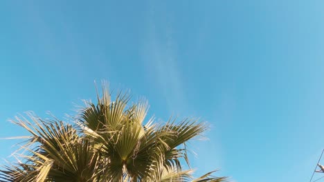 palmera en un día soleado meciéndose suavemente en el viento