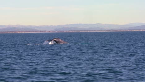 a whale blows through its blow hole dives and splashes with its tail off the coast of santa barbara california