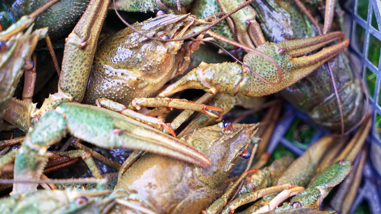 Alive crayfish in box. Moving fresh small lobster