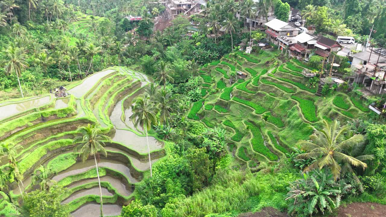 Indonesian village and paddy rice fields, aerial drone view
