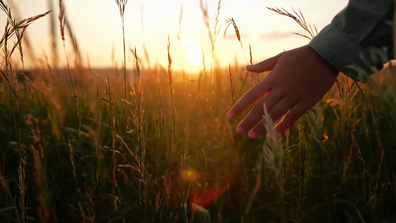 Osoba dotykająca wysokiej trawy na polu o zachodzie słońca