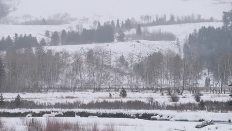 Eine-Herde-Elche-Zieht-Am-Flussufer-Entlang,-Während-Ein-Wolf-Auf-Dem-Feld-Schläft