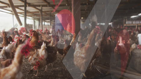 in barn, chickens surrounded by geometric red and gray shapes in animation